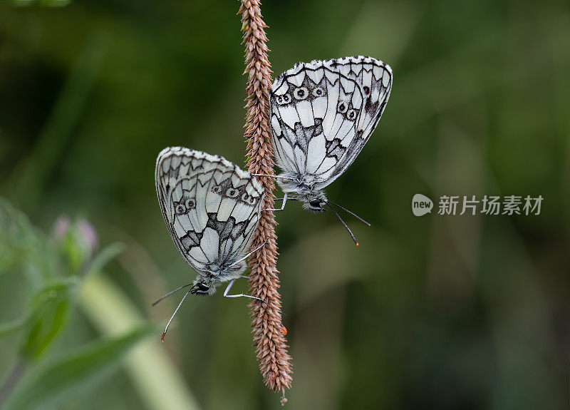 大理石纹白蝶(Melnargia galathea)